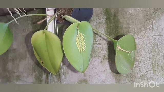 Acianthera pectinata alba 😍 #orquideas #orchid смотреть онлайн