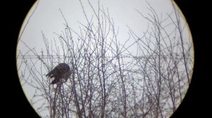 Охота на Серую Ворону с Леший 2 № 10 + Конкурс FX M3.  Crow Hunting 2023. Кроухантинг. Jack Hunter.