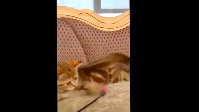 Шоколадный мраморный британский котенок Alex! Настоящий истинный британец. смотреть онлайн