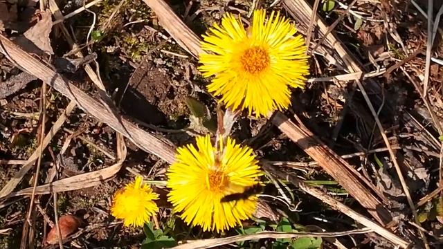 Владимир Орлов "Веснушки" - Библиотека мкрн Луговая смотреть онлайн