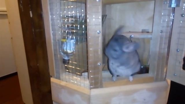 Самодельная клетка-витрина для шиншилы смотреть онлайн