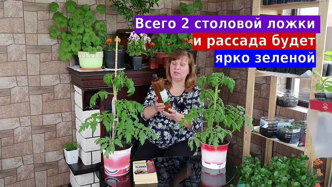 Эта подкормка для рассады творит чудеса смотреть онлайн