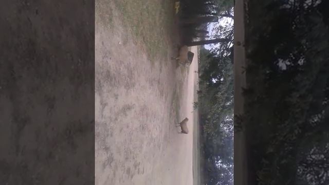 бои баран смотреть онлайн