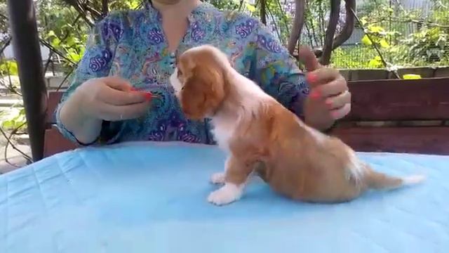 Allegro Sonata Andre Favorite ( BADDI SAN SANTIMENT x Allegro Sonata Emmanuel) смотреть онлайн