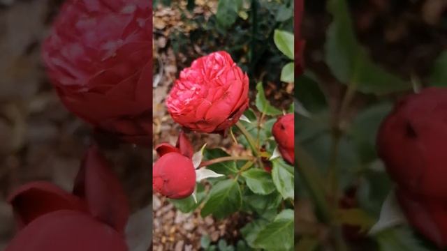 роза "ред Леонардо до Винчи" смотреть онлайн