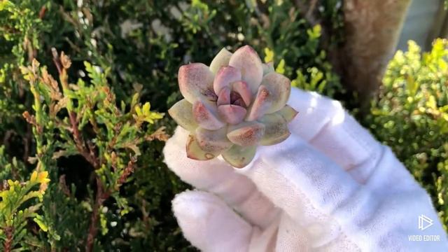 Echeveria Queen Marie смотреть онлайн