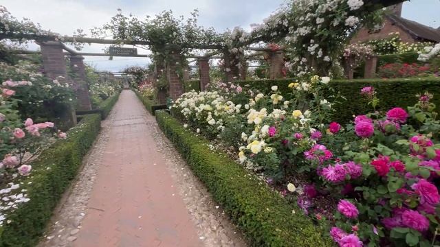 ? David Austin's Young Lycidas Rose // AUSvibrant // English Shrub Rose смотреть онлайн