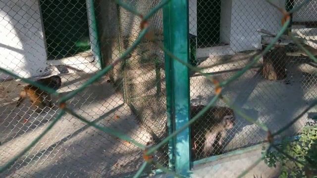 Dushanbe-Душанбе сегодня.22.11.22 Зоопарк Душанбе. Walk Around Dushanbe Zoo