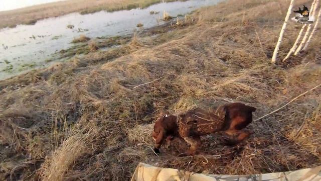 Весенняя охота на селезней с подсадной уткой | весенняя охота с собакой смотреть онлайн