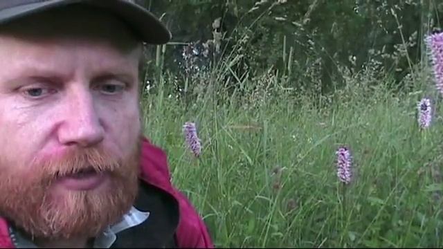 Лекарственная клумба Горец змеиный смотреть онлайн