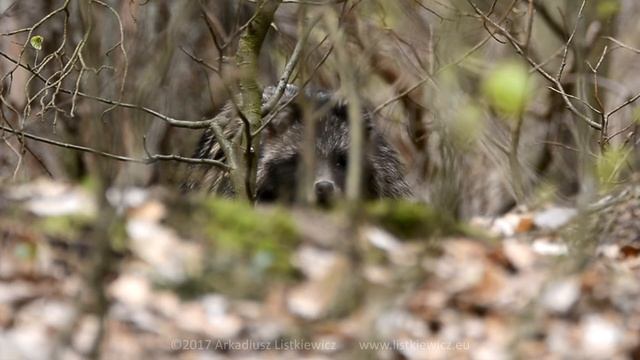 Jenot / Raccoon dog / Nyctereutes procyonoides - 2017 смотреть онлайн