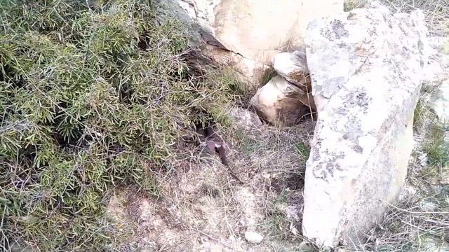 Гюрза (Macrovipera lebetina). 31 октября 2022. Реакция на угрозу смотреть онлайн