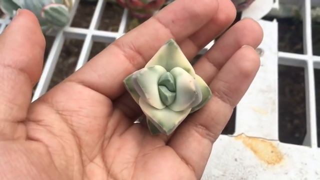 HUGE Rare Succulent Haul + Plants For Sale! смотреть онлайн