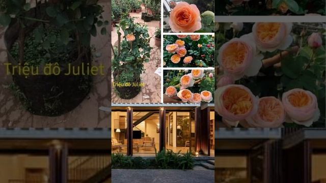 Hoa Hồng cưới triệu đô: David Austin's Juliet rose & Catalina rose were planted by Vietnamese. смотреть онлайн