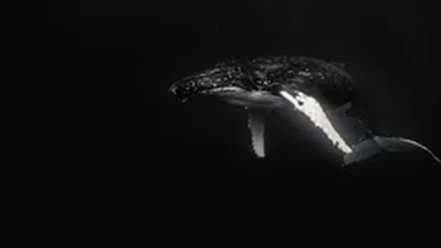 8 Hours Of Singing Whales | Whale Sounds | Пение китов | Звуки китов