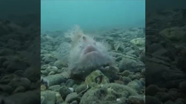 Рыба, морской черт смотреть онлайн