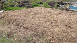 Посадка картофеля под солому.