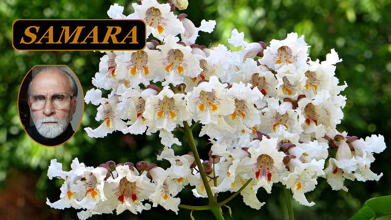 Самара. Ботанический сад. Июнь 2024. 15. & Samara. The Botanical Garden. June. смотреть онлайн