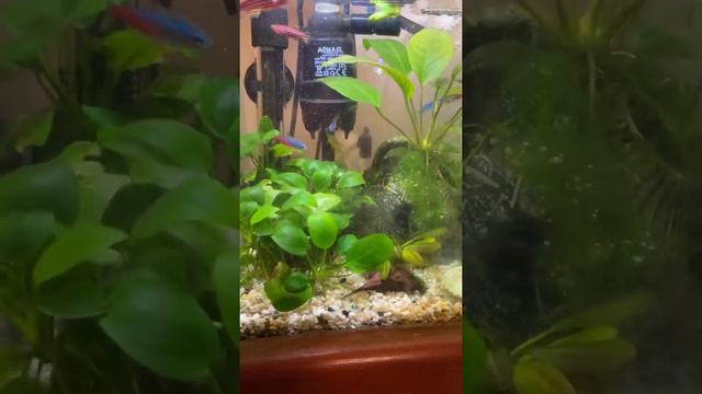 Петушок рыбка 🐠 , неоны и данио. Уход за аквариумом. смотреть онлайн