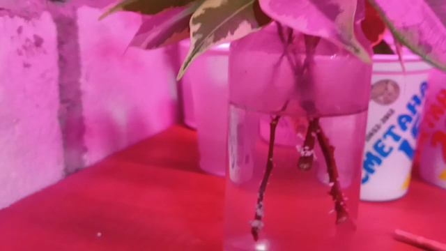 Фикус Бенджамина вариегатный.Формировка,размножение. смотреть онлайн