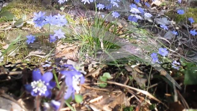 Годы  куда вы летите