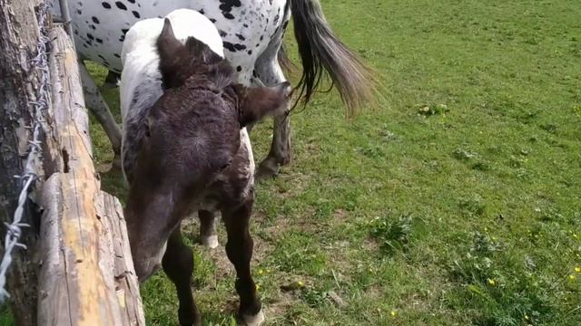 Лошади забавные животные / Породистые лошади / Австрия лошади в Альпах . Pferde Mutter Mit Kind.