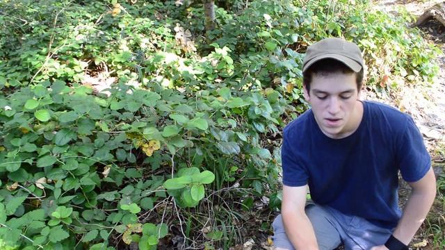 Salal; Gaultheria Shallon, Ericaceae. | Teds Outdoors H.S. смотреть онлайн