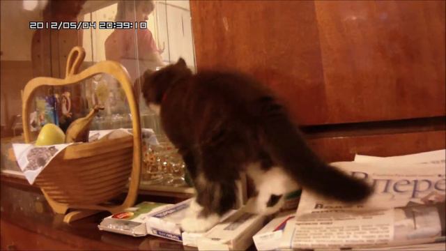 Котёнок точит зубки / Kitten is sharpening teeth смотреть онлайн