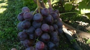 Виноград Ред Глоуб ?.