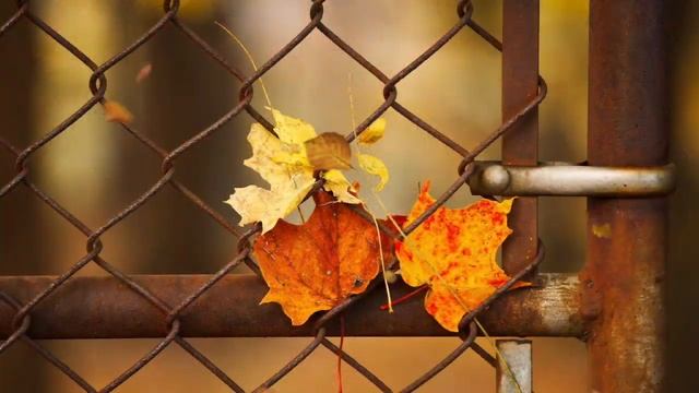 Золотая осень ??? А.Губин смотреть онлайн