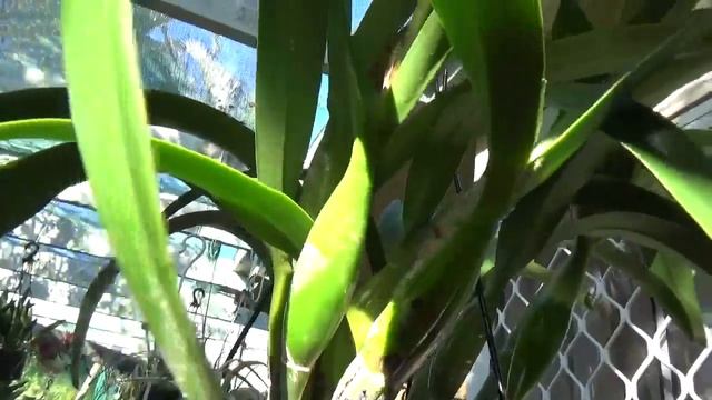 МОЙ САД ОРХИДЕЙ В АВГ КАТЛЕИ, РИНКОСТИЛИС. AUGUST BLOOMS. CATTLEYA ORCHIDS, RHYNCOSTYLIS GIGANTEA.. смотреть онлайн