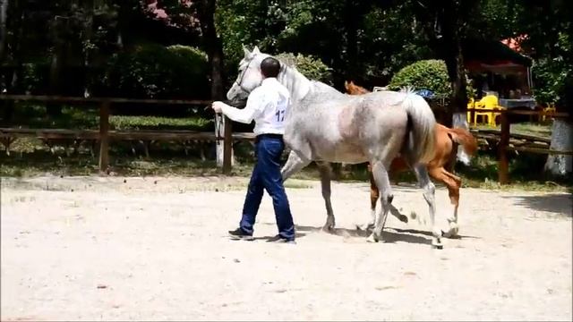 Дева и Джеймс Бонд Шоу арабских лошадей на Терском смотреть онлайн
