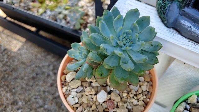 Florida Korea Succulent 고온 다습에 초록이로 변해가는 다육이 (part 2 ) смотреть онлайн