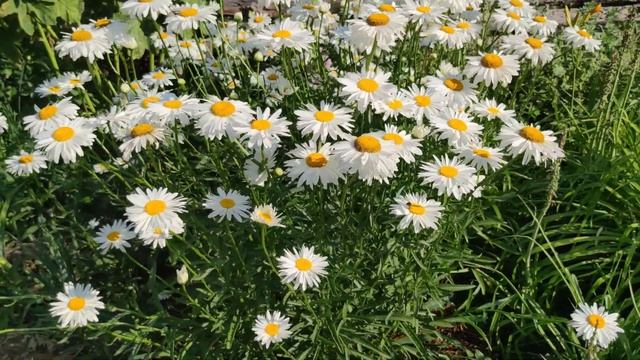 Нивяник Крупноцветковый ( Садовая ромашка). Как очарователен он в саду!!!??? смотреть онлайн