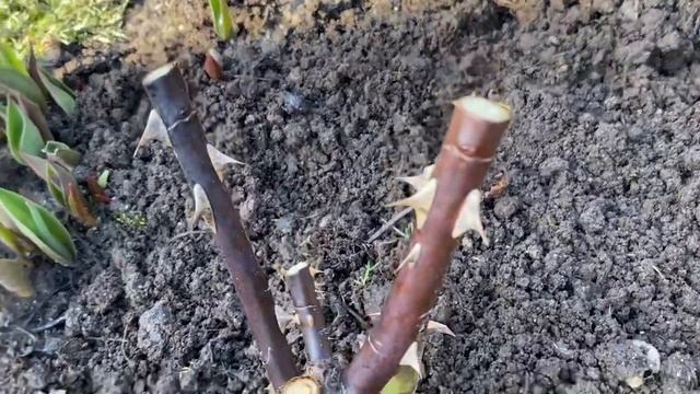 Обрезка гортензий Вимс Ред и Саммер Сноу. Обрезка роз Мэри Энн и Леонардо да Винчи 06.04.2023г. смотреть онлайн