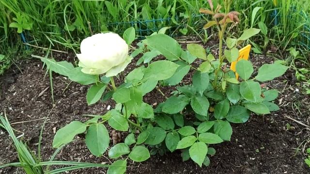 Роза Пиано, Вайт пиано и Веддинг пиано в моëм саду. #розы #розапиано смотреть онлайн