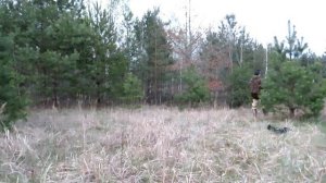 ОХОТА на ВАЛЬДШНЕПА со СПАНИЕЛЕМ.