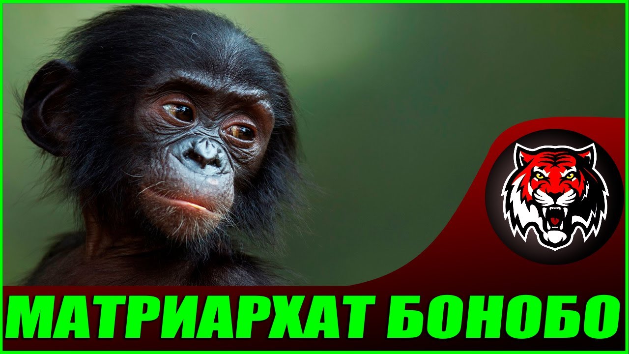 Матриархат и Вымирание обезьян Бонобо (Сравнение общества) смотреть онлайн