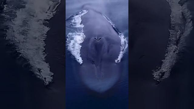 Посмотрите на этого гиганта!!! Большой синий кит! смотреть онлайн