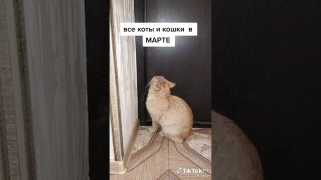 все коты и кошки в МАРТЕ смотреть онлайн