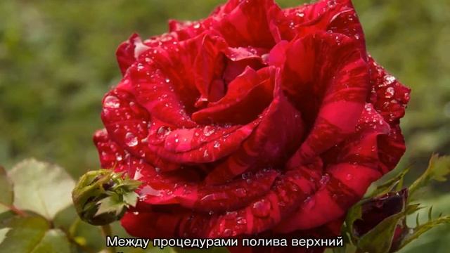 Роза Ред Интуишн (Red Intuition) — описание садового сорта смотреть онлайн