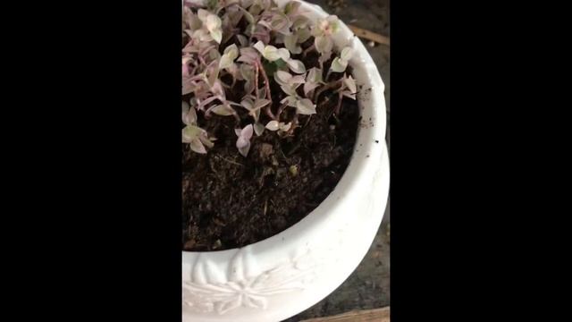 E5 Callisia Repens “Rosato/Pink Lady/Pink Panther” Propagation & Repotting смотреть онлайн
