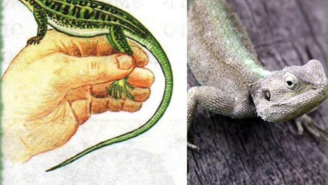 Пресмыкающиеся животные ❦ Ящерица ❦ Как ухаживать за ящерицей? смотреть онлайн