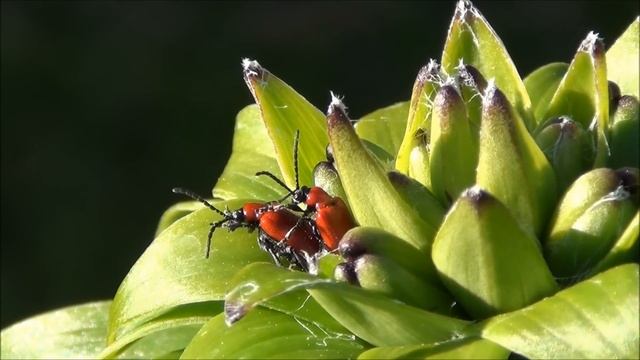 test sony hdr cx 250 full HD.wmv смотреть онлайн