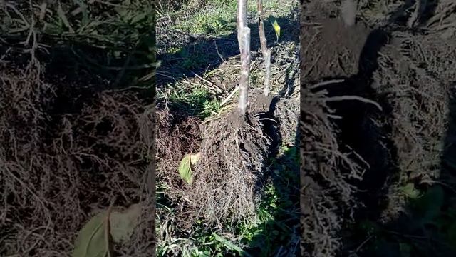 Саженцы яблони на подвое 54-118 смотреть онлайн