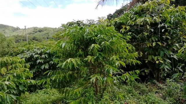 Куба из окна автобуса смотреть онлайн