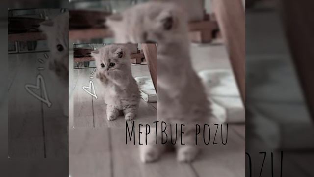 мёртвые розы [kitowiltr] смотреть онлайн