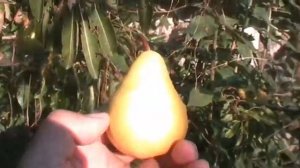 Груша сорта Сокровище