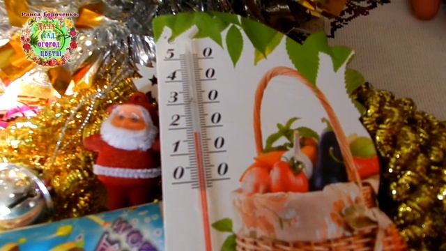 Розмарин - ЭКСКЛЮЗИВНАЯ оригинальная новогодняя елочка. Что нужно знать, чтобы розмарин в горшке .. смотреть онлайн