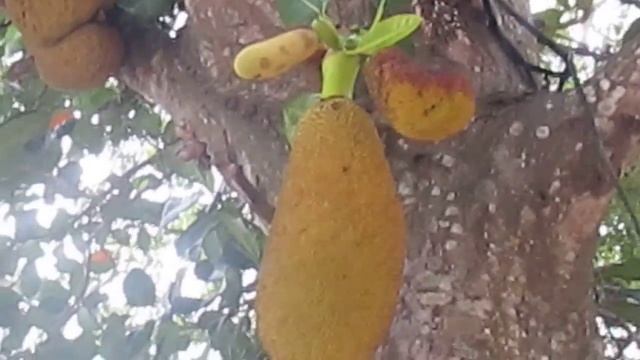 Как плодоносит хлебное дерево. смотреть онлайн